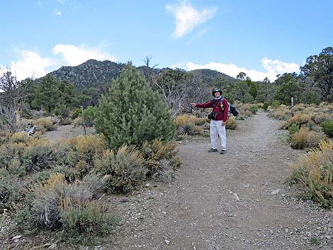 Blue Tree Loop Trail