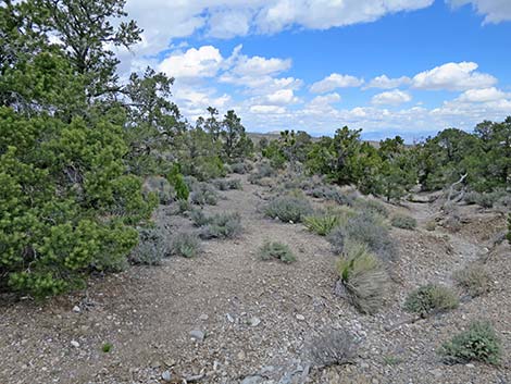 Rocky Gorge Loop Trail