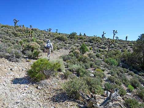 Rocky Gorge Loop Trail