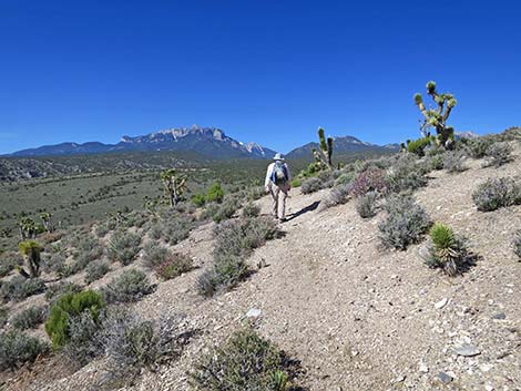 Rocky Gorge Loop Trail