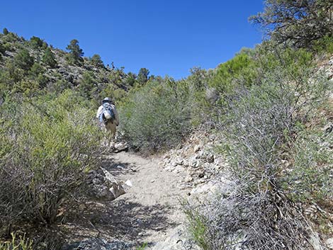 Rocky Gorge Loop Trail