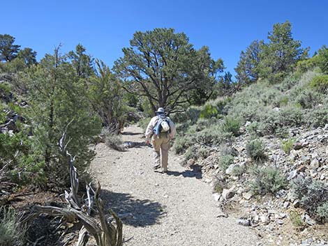 Rocky Gorge Loop Trail