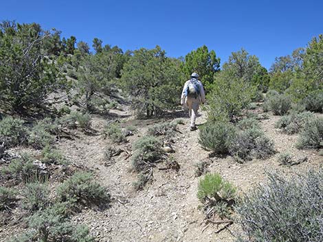 Rocky Gorge Loop Trail