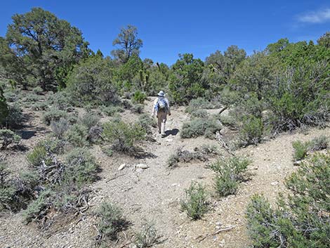 Rocky Gorge Loop Trail