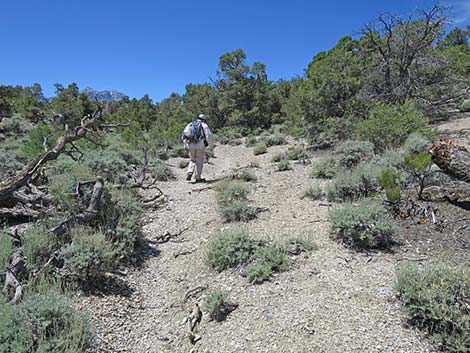 Rocky Gorge Loop Trail