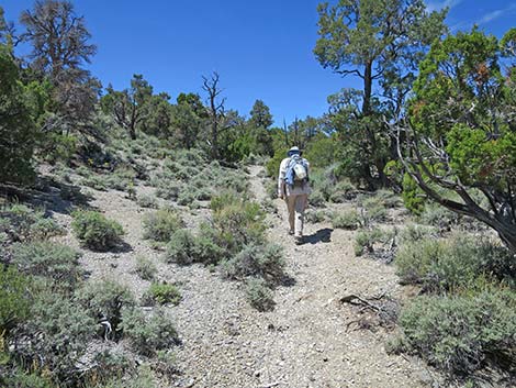 Rocky Gorge Loop Trail