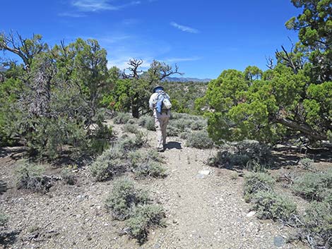 Rocky Gorge Loop Trail