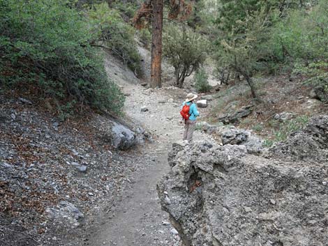 Stanley B Springs Trail