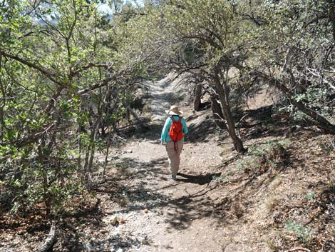 Stanley B Springs Trail