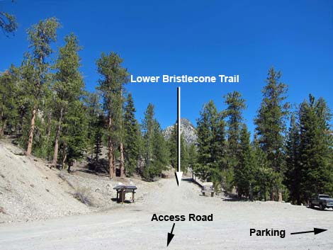 Bristlecone Trail Loop