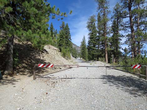 Lower Bristlecone Trailhead