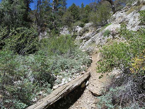 Wildhorse Loop Trail