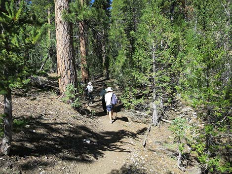 Wildhorse Loop Trail