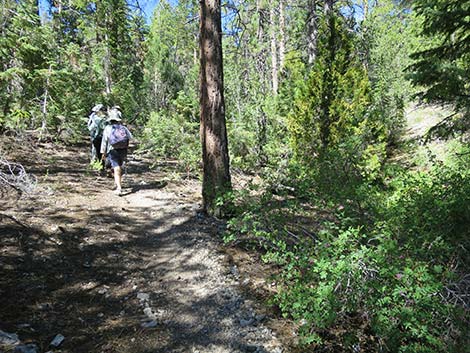 Wildhorse Loop Trail