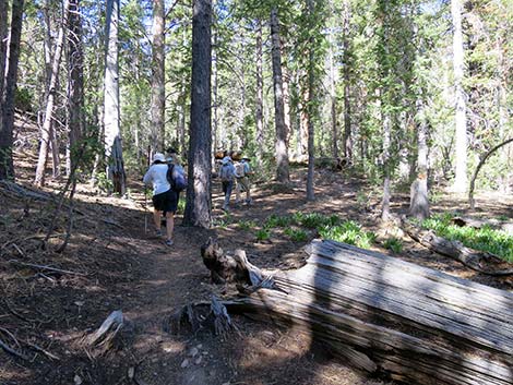 Wildhorse Loop Trail