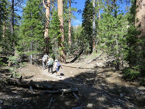 Wildhorse Loop Trail