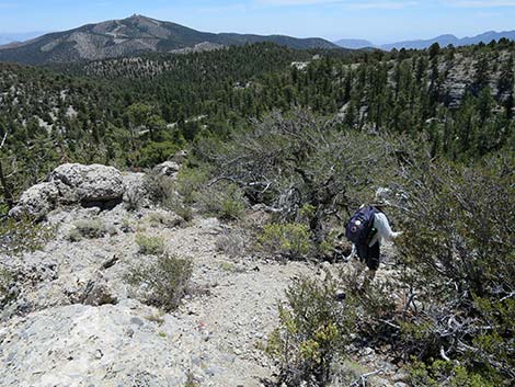 Wildhorse Loop Trail