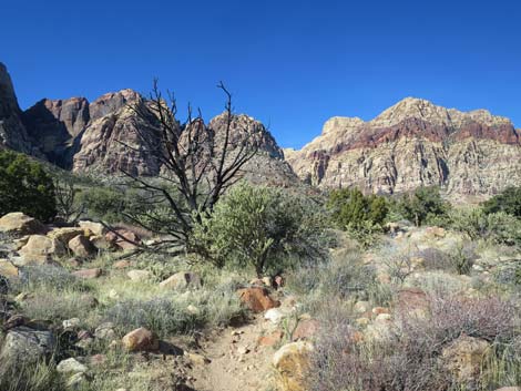 Mojave Desert Scrub (Upper Sonoran Life Zone)