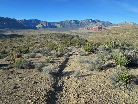 Cat-N-Hat Trail