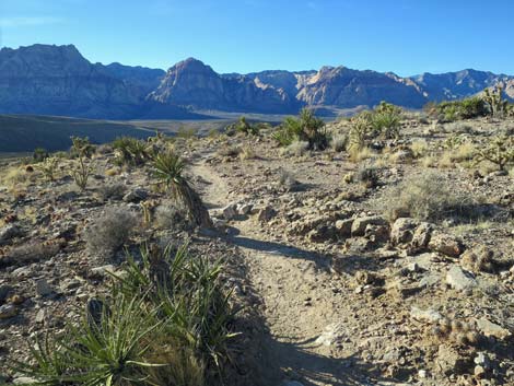 Cat-N-Hat Trail