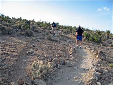 Cat-N-Hat Trail