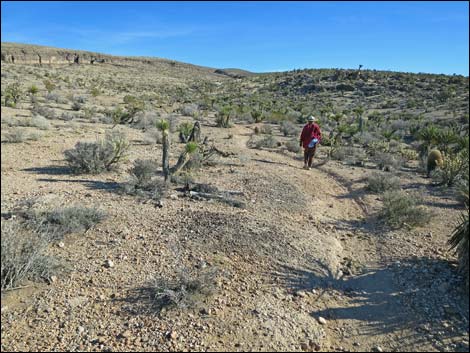 Fossil Trail