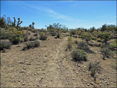 Fossil Trail