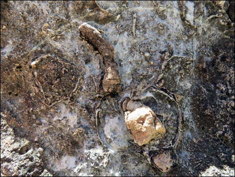 Blue Diamond Hill Fossils