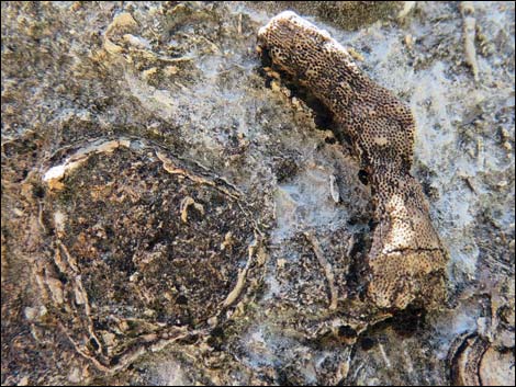 Blue Diamond Hill Fossils