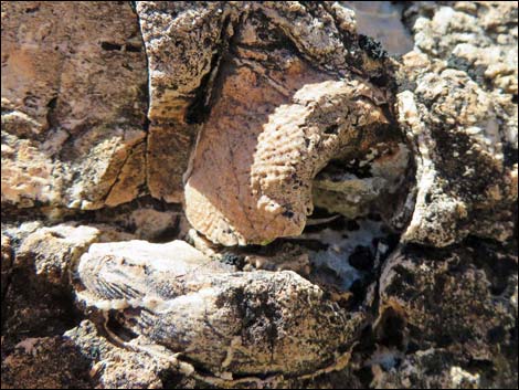 Blue Diamond Hill Fossils