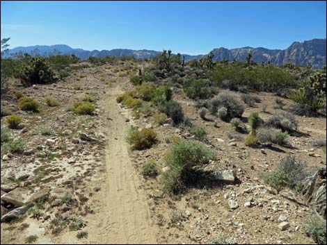 Jeep Trail