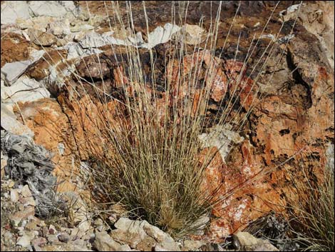 Birdspring Peak