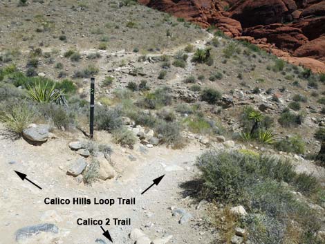 Calico Hills Loop Trail