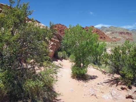 Calico Basin Trail