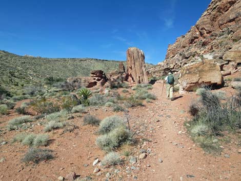 Calico Hills Loop Trail