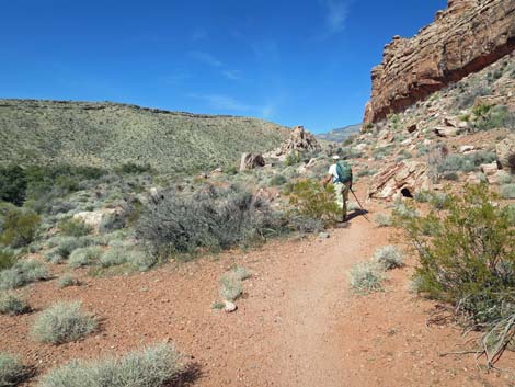 Calico Hills Loop Trail