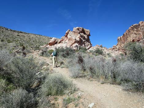 Calico Hills Loop Trail