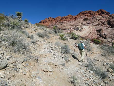 Calico Hills Loop Trail