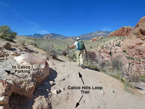 Calico Hills Loop Trail