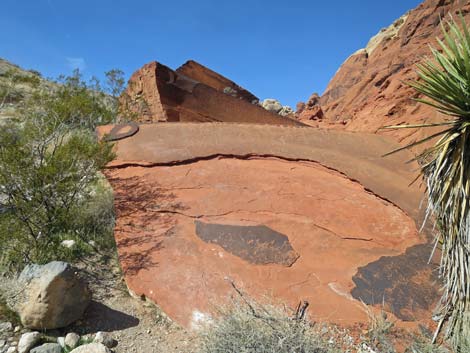 Calico Hills Loop Trail