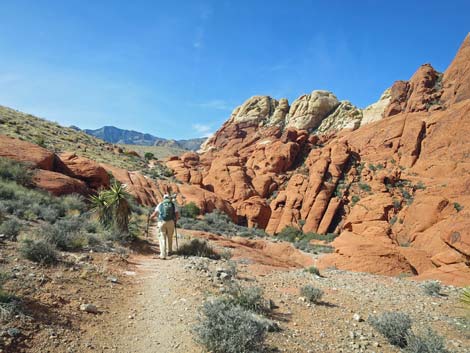 Calico Hills Loop Trail