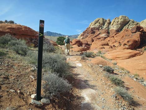 Calico Hills Loop Trail