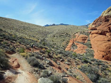 Calico Hills Loop Trail