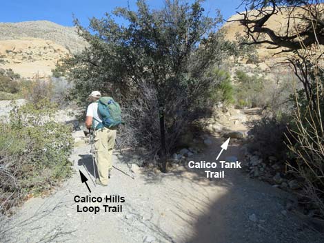 Calico Hills Loop Trail