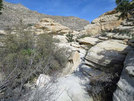 Calico Hills Loop Trail