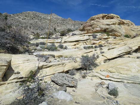 Calico Hills Loop Trail