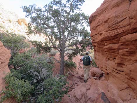 Calico Hills Loop Trail