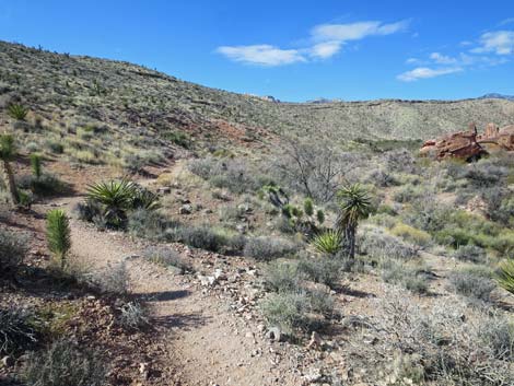 Calico Wash Trail