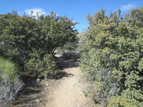 Calico Basin Overlook Trail