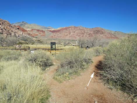 Calico Basin Overlook Trail